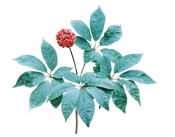 三七