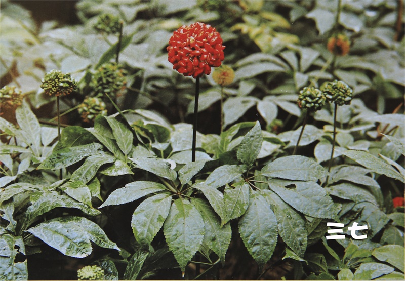 走进云南白药:揭秘药用植物园