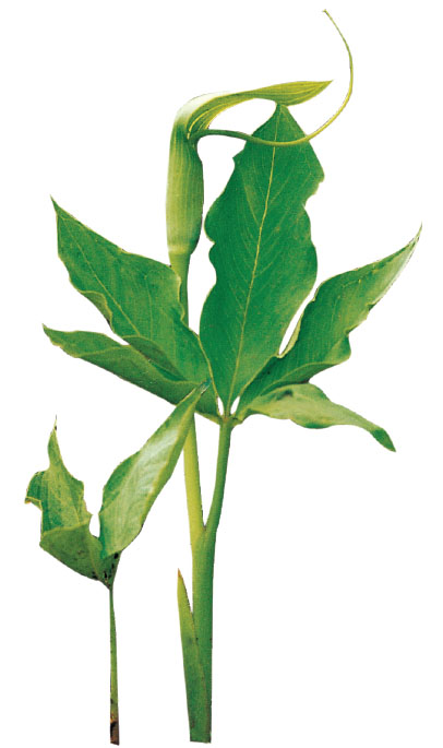 为天南星科植物山珠南星 arisaema yunnanensebuchet的干燥