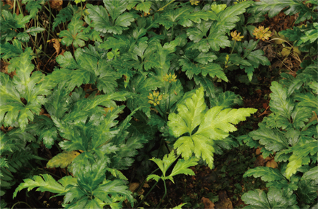 为毛茛科植物云南黄连 coptis teeta wallich 的根茎.