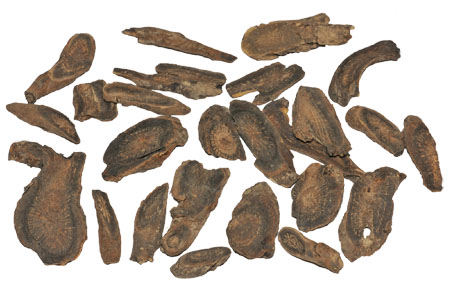 虎掌草|云南白药门户网站