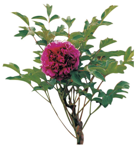 为芍药科植物牡丹 paeonia suffruticosa andrews 的根皮.