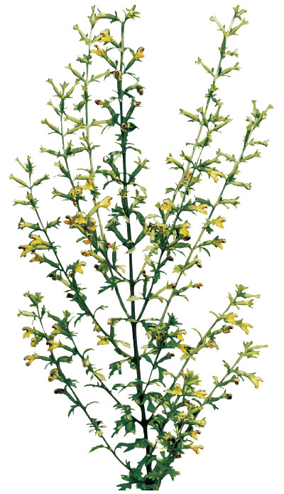 阴行草